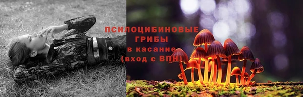 бошки Белокуриха